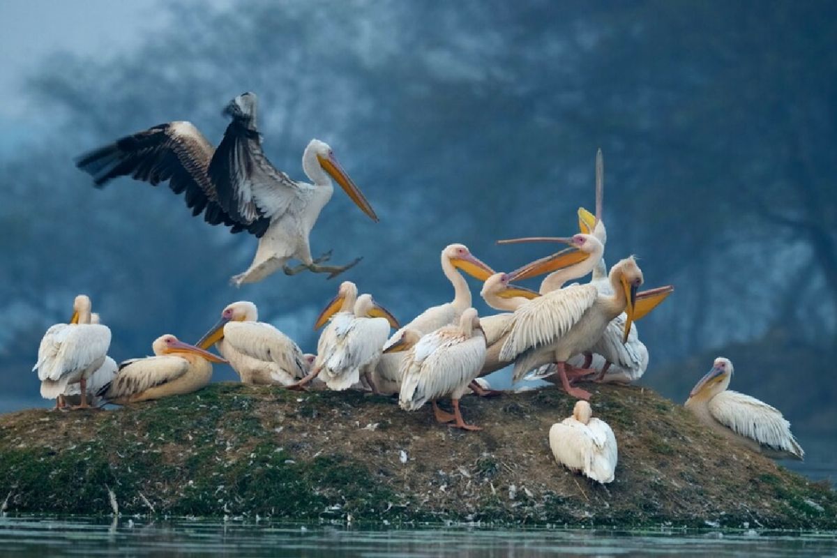 Wildlife Photography