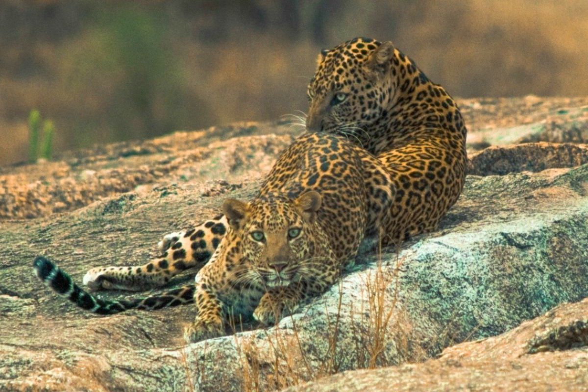 Jawai Leopard Safari
